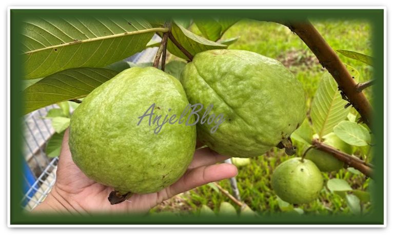 Jambu Batu