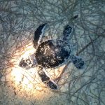 Pelepasan Anak Penyu @ Redang Marine Park Centre