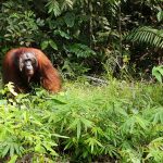 SEMENGGOH Wildlife Center