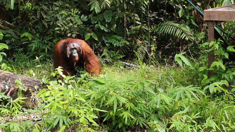 SEMENGGOH Wildlife Center