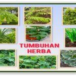 Kenali tumbuhan HERBA yang mudah ditanam di rumah.
