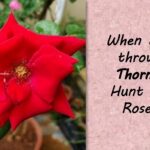 All About Roses!
