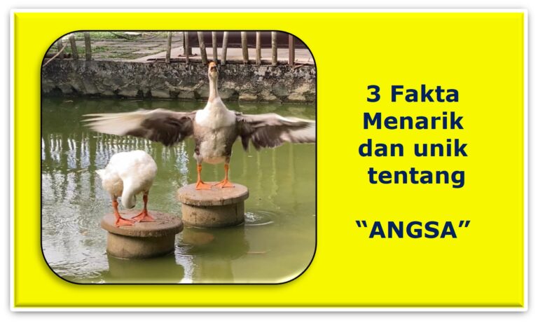 Tahukah Anda..