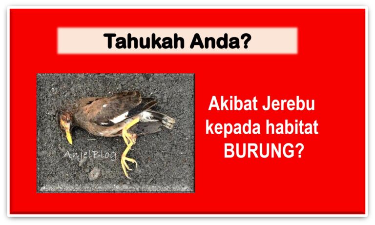 AKIBAT JEREBU KEPADA BURUNG